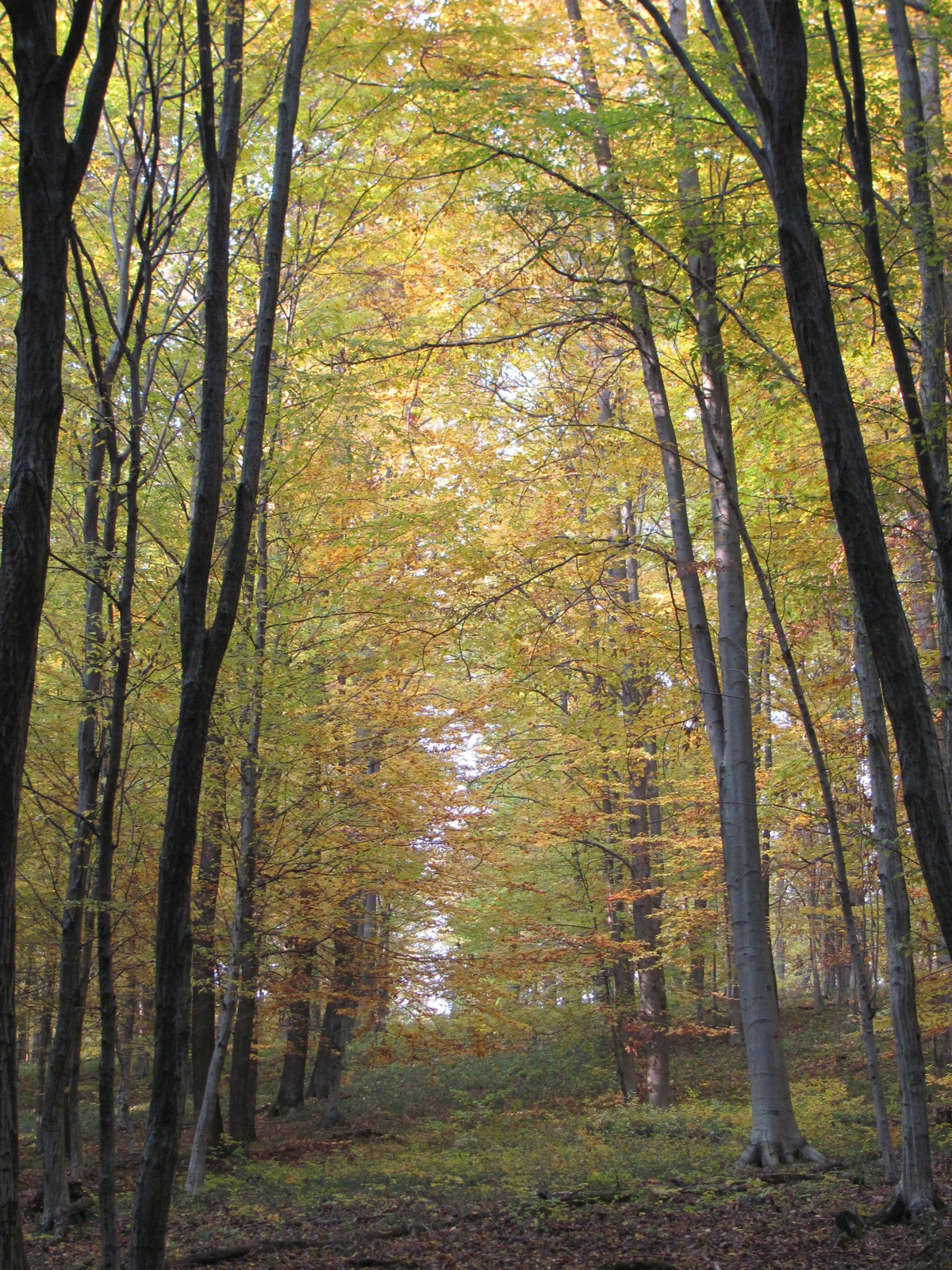 2011.10.31.Zengő,Réka-völgy,Pécsvárad 044