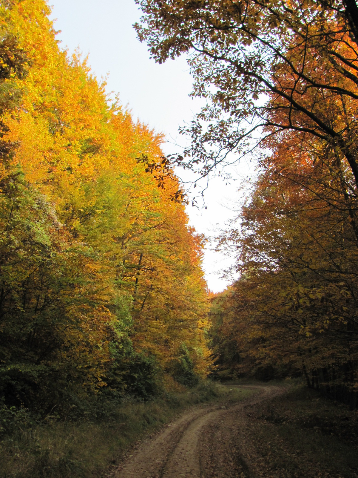 2011.10.31.Zengő,Réka-völgy,Pécsvárad 060