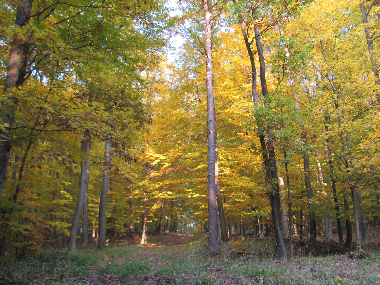 2011.10.31.Zengő,Réka-völgy,Pécsvárad 064