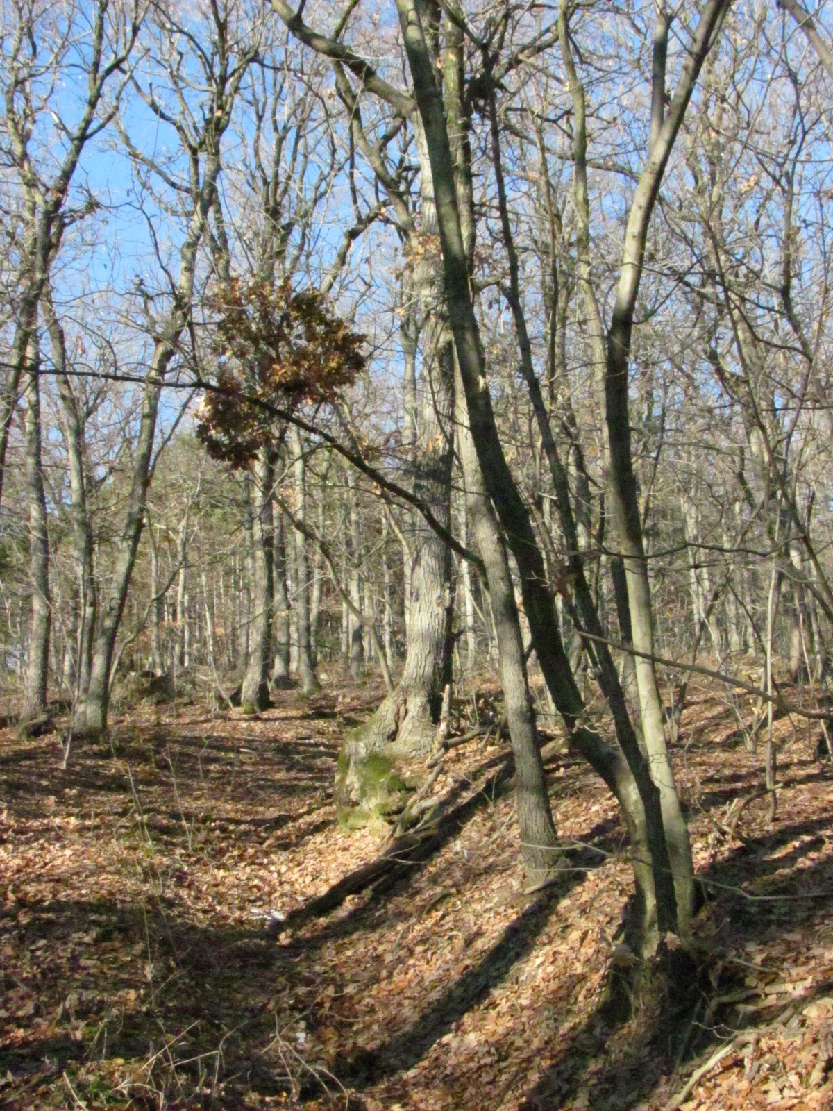 2011.12.31.Jakb-hegy,Panoráma út 012