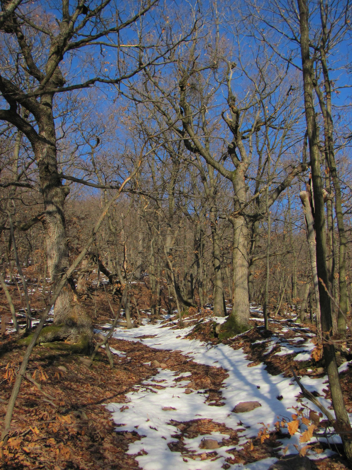 2011.12.31.Jakb-hegy,Panoráma út 034