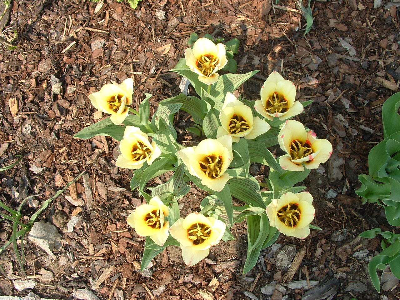 törpe tulipán