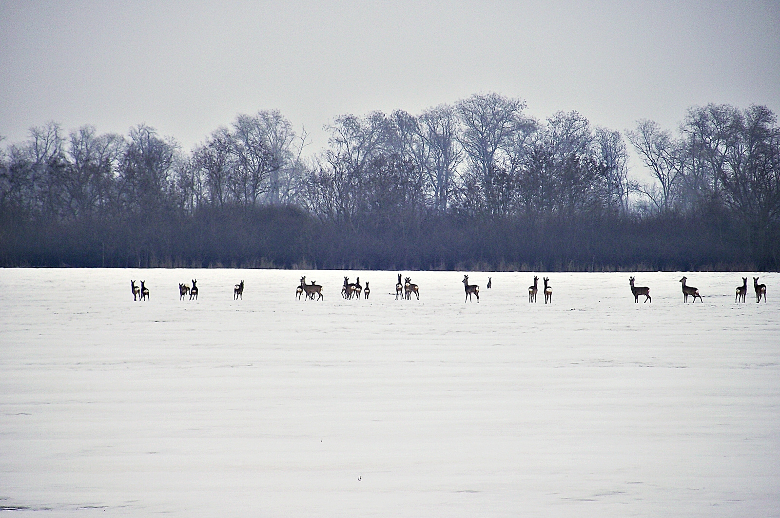 Őzek 2012.02.23. 011