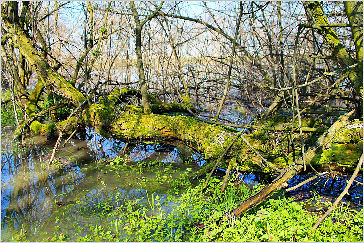 Árvíz 2013 - Hortobágy-Berettyó 056