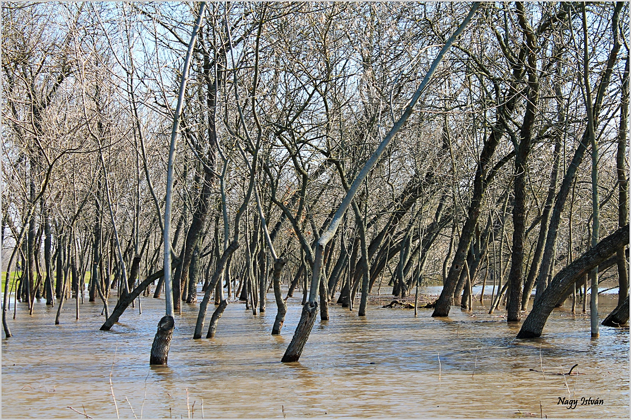 Árvíz 2013 - Hortobágy-Berettyó 014