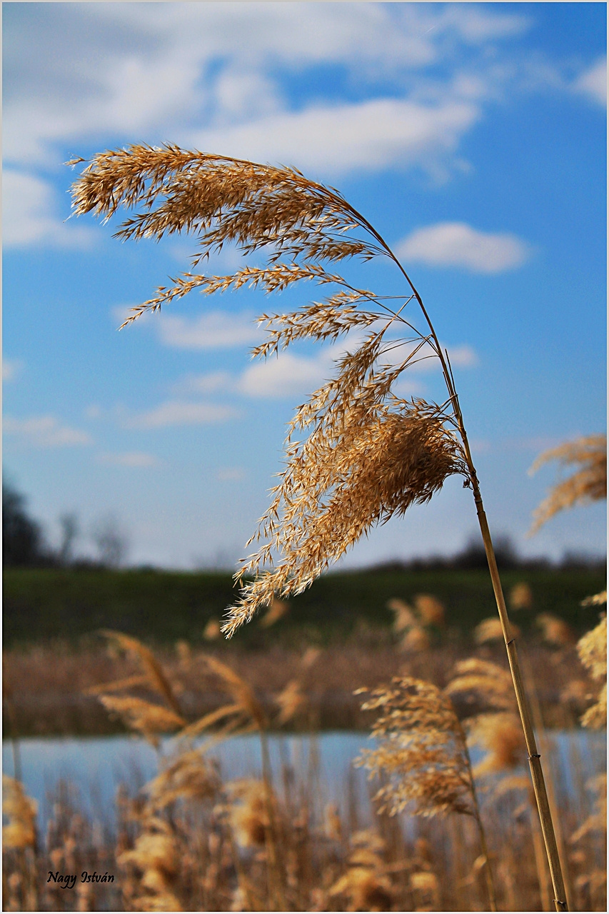 Árvíz 2013 - Hortobágy-Berettyó 081