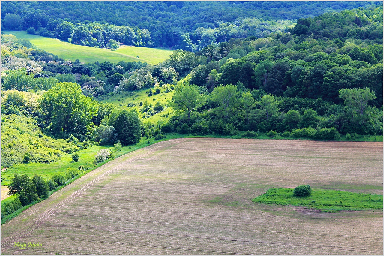 Sőreg 2013 007