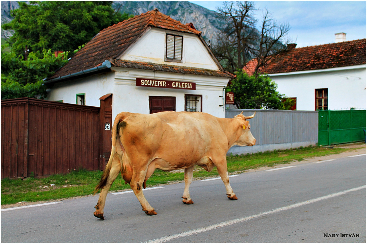 Torockó 2013 232