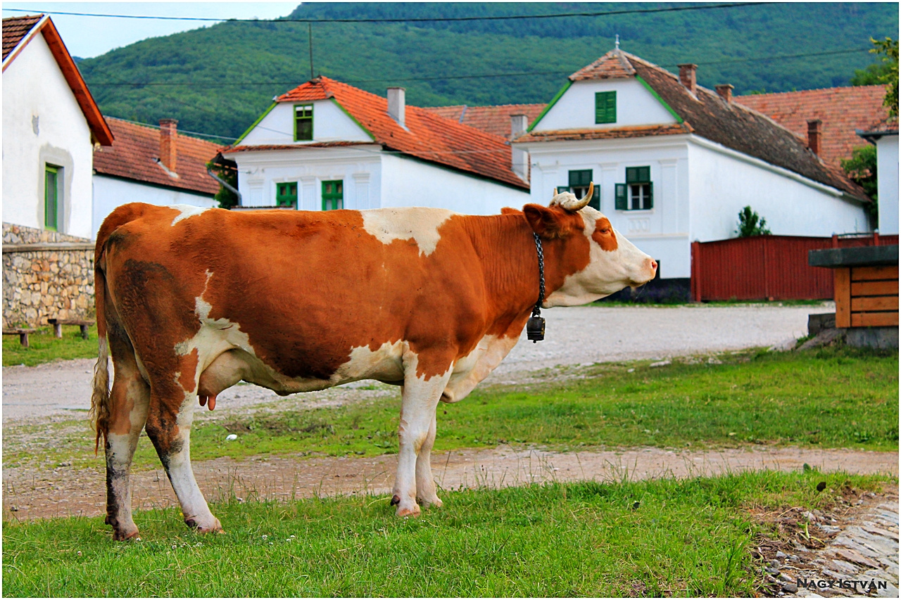 Torockó 2013 234