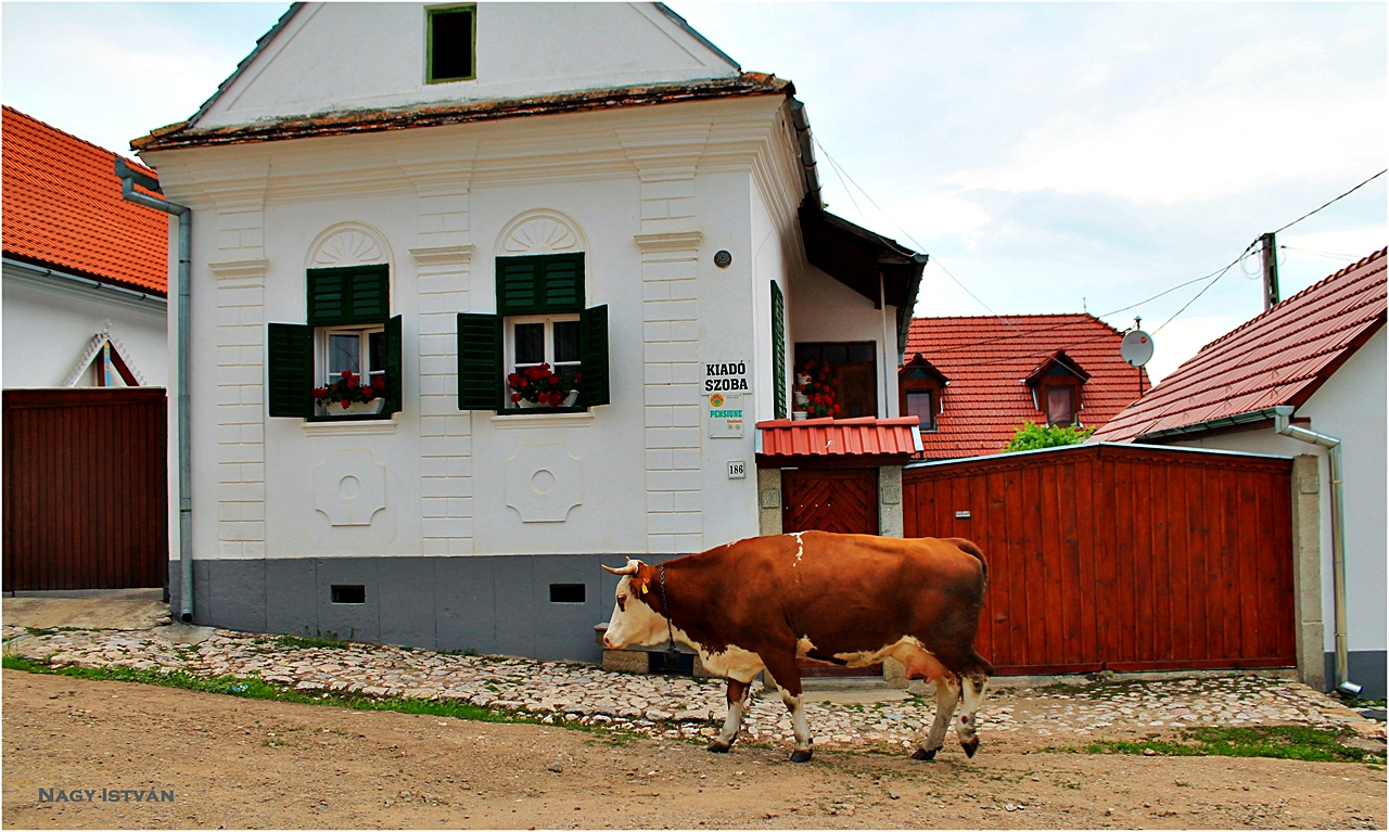 Torockó 2013 224