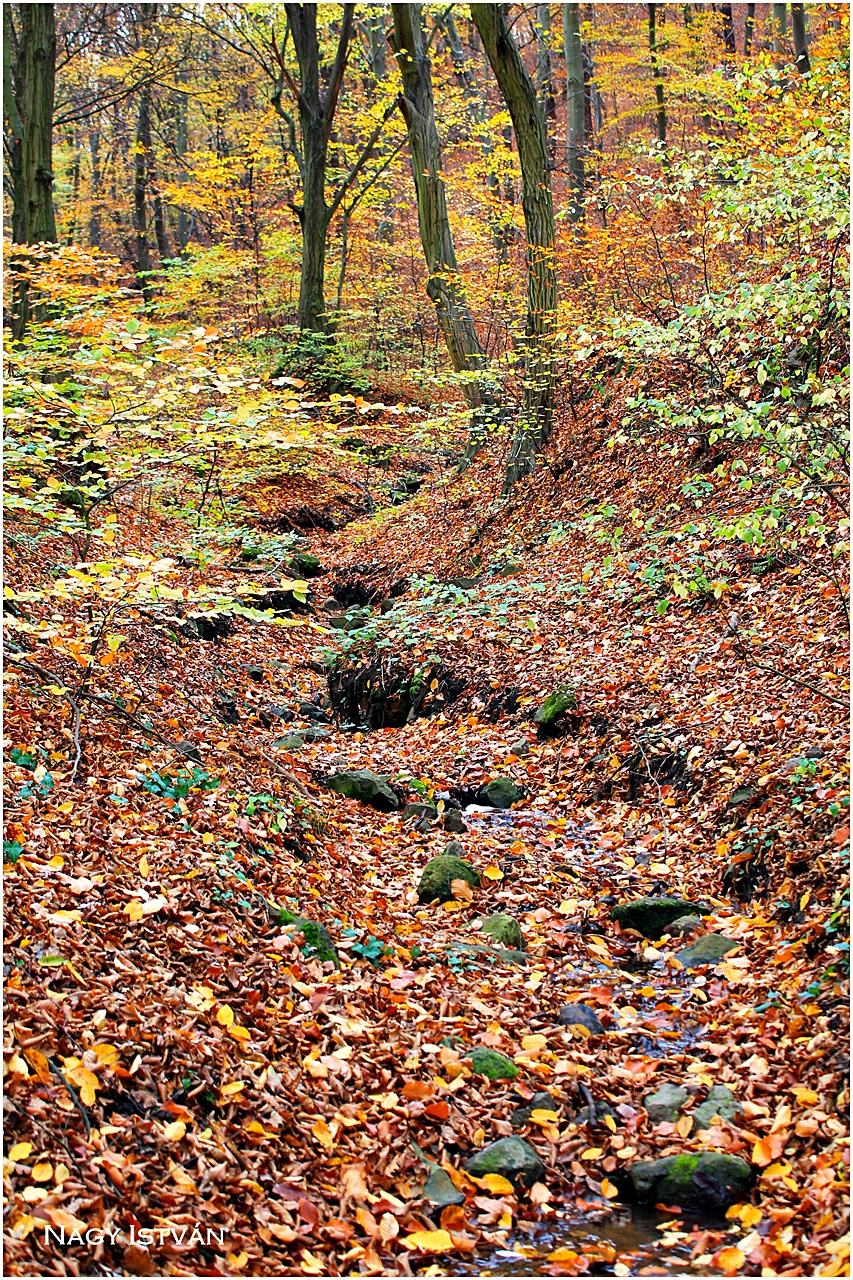 Vadálló-kövek túra 2013 016