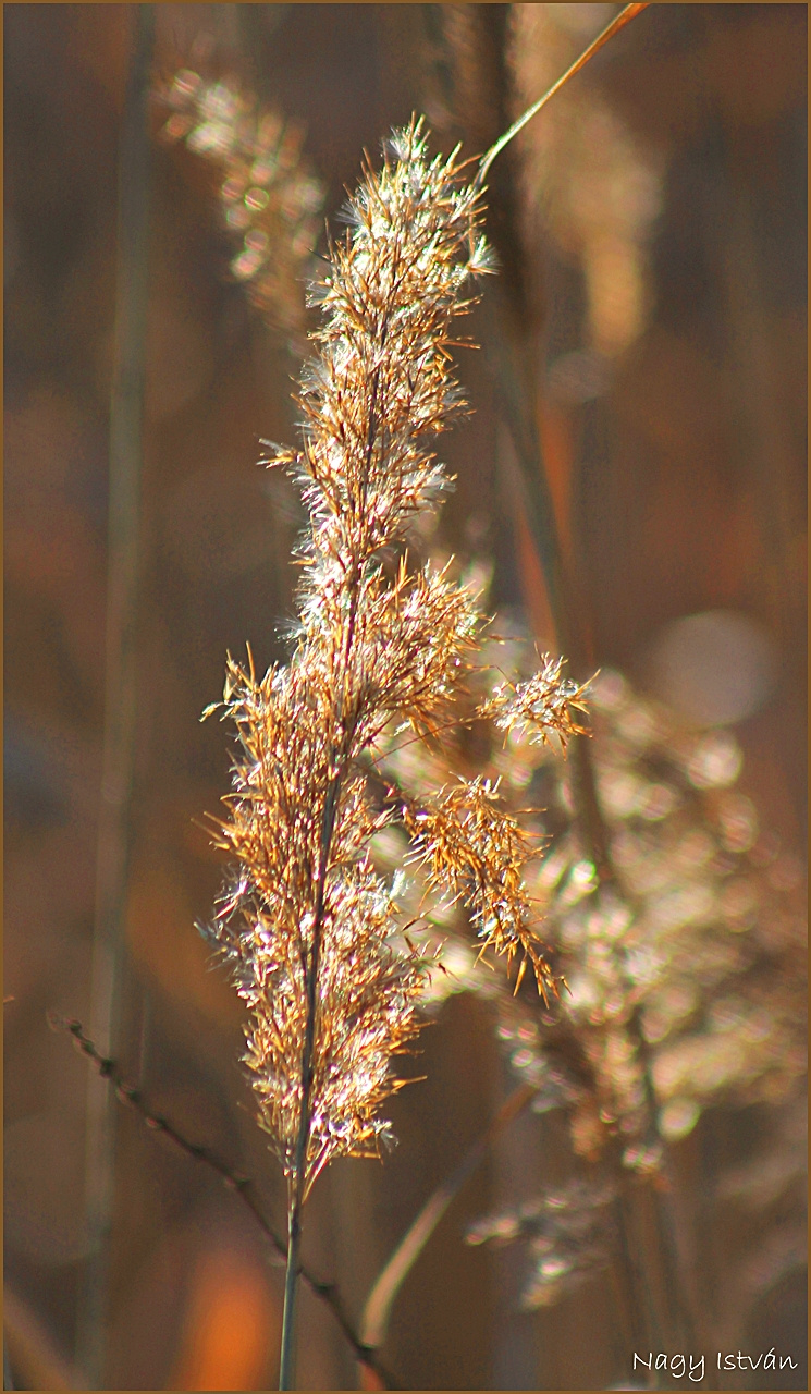 Nádas 2013 006