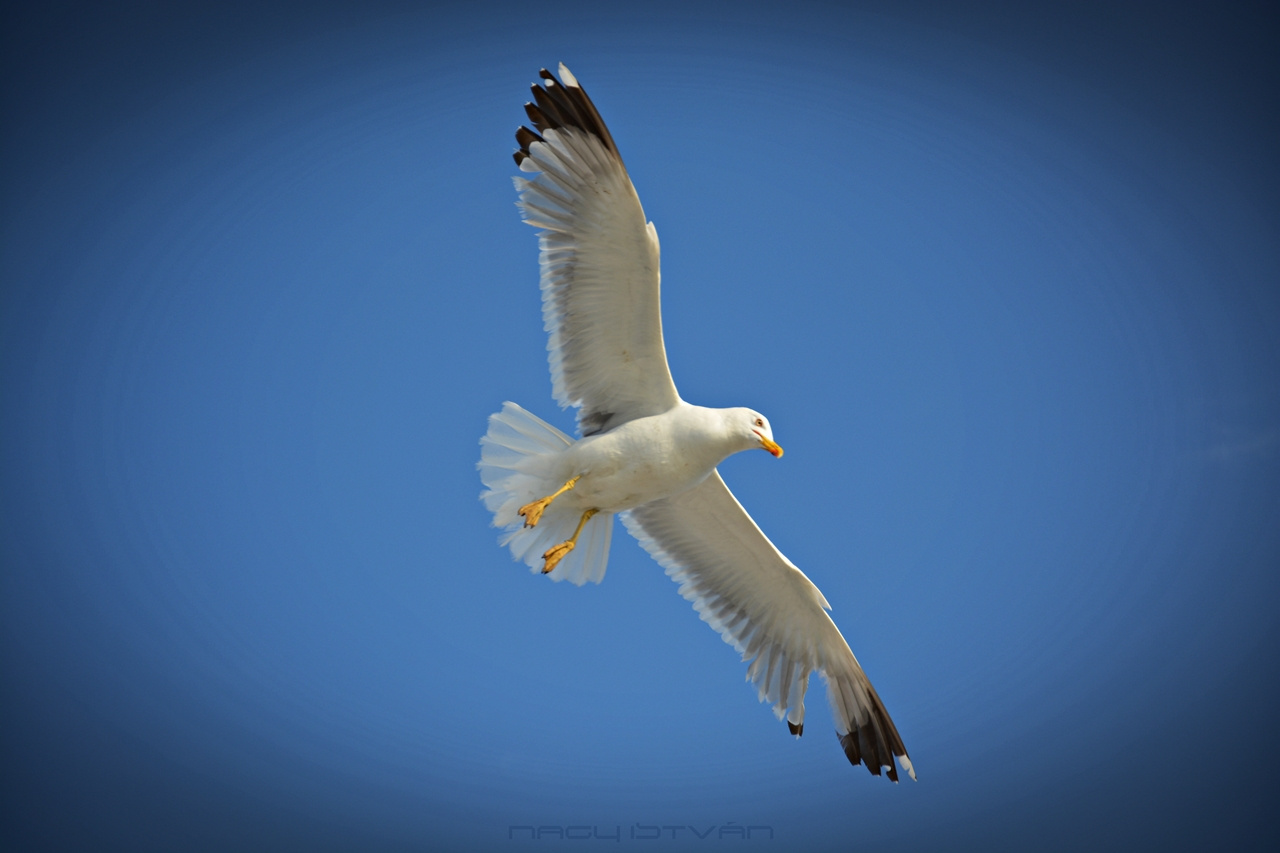 Flying bird - Turkey 2015 050
