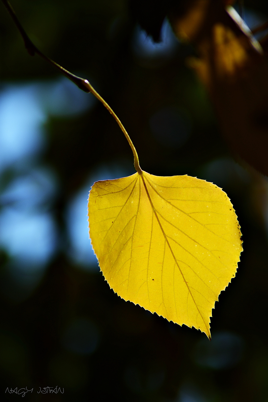 Autumn Leaf 0074