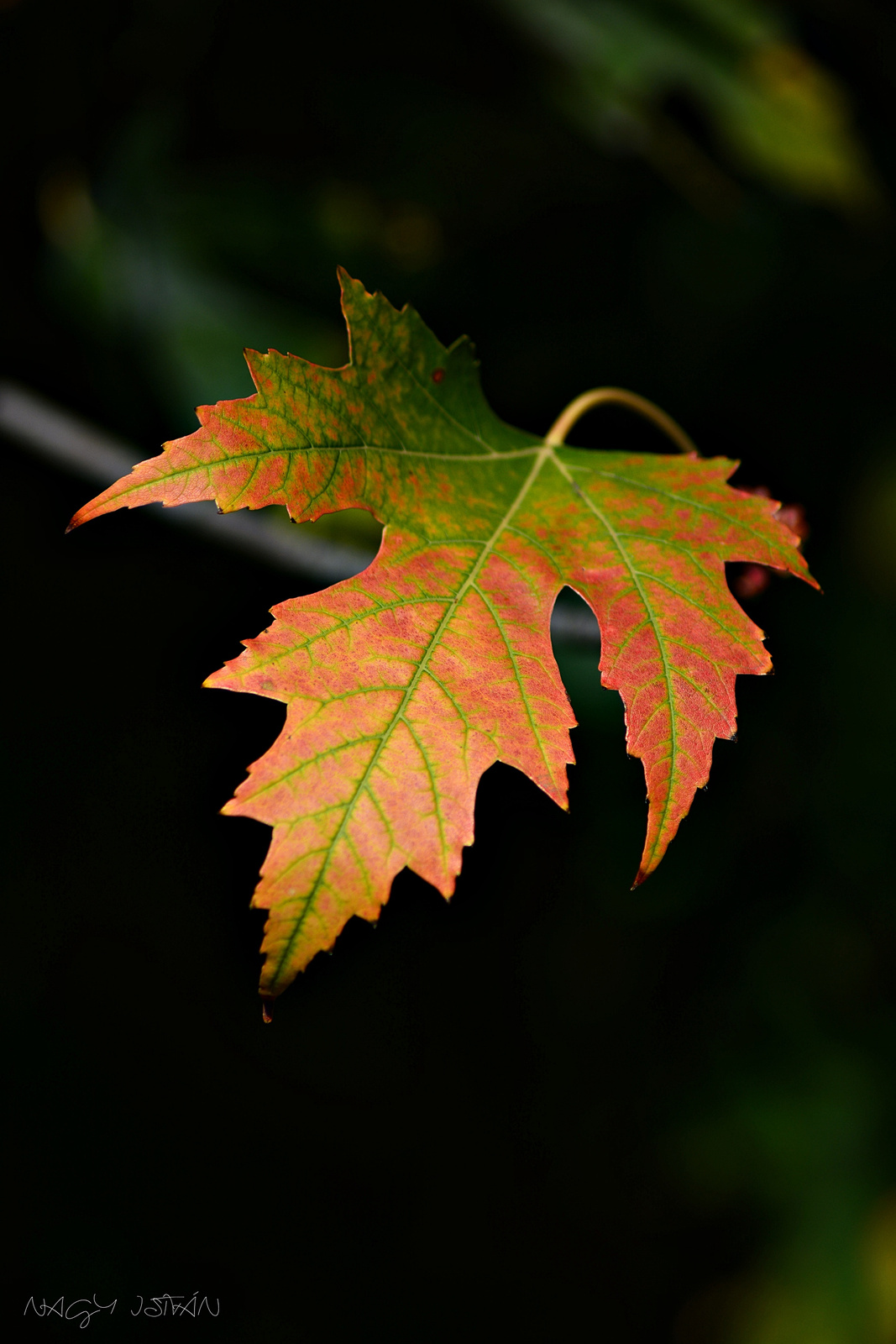 Autumn Leaf 0030