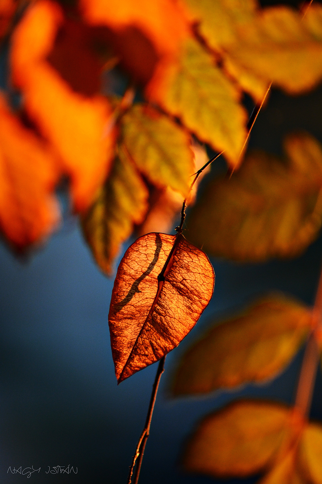 Autumn Leaves 0350