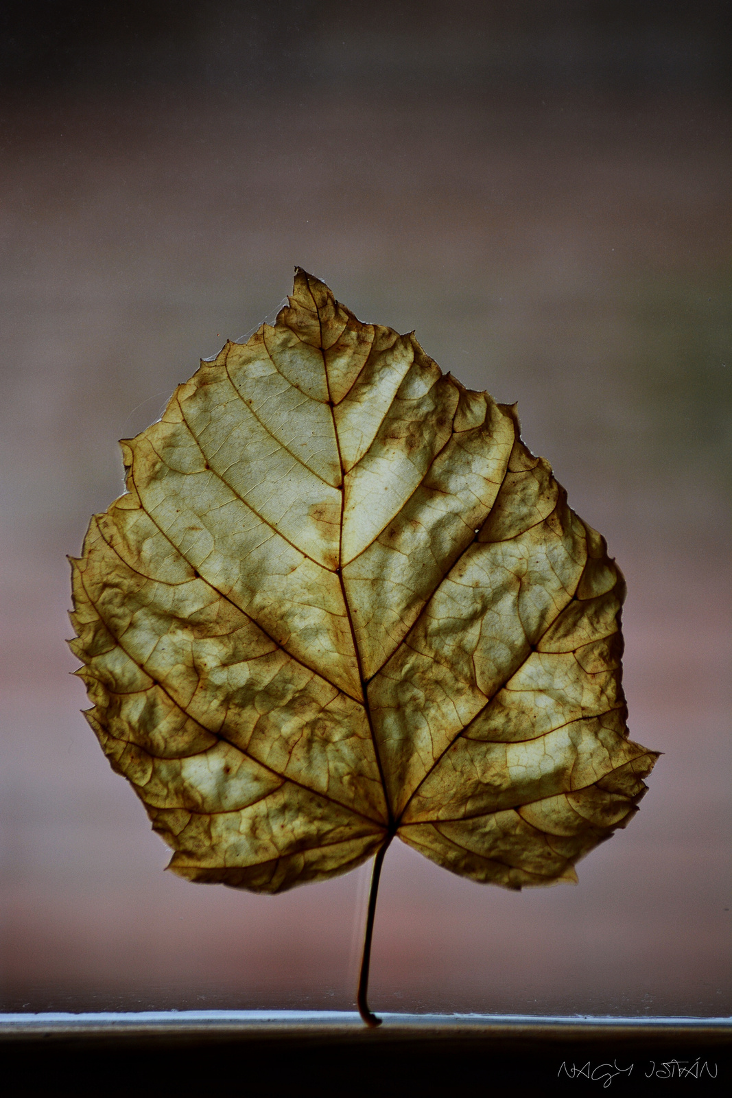 Autumn Leaf 0395