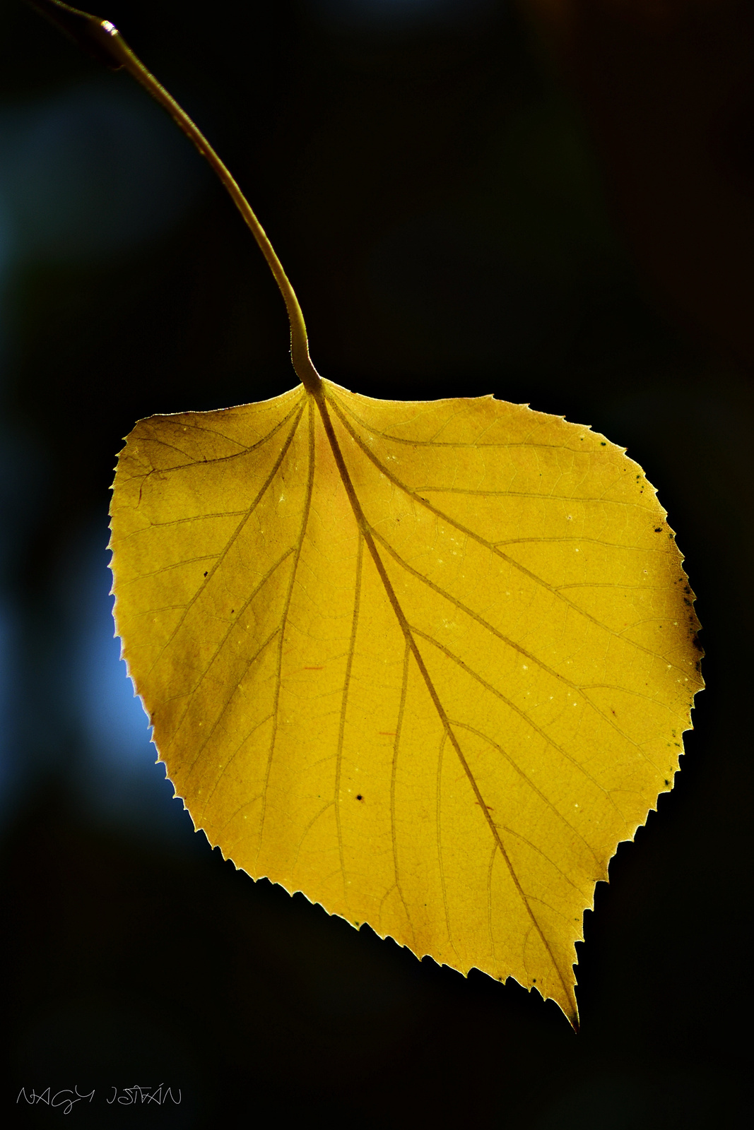 Autumn Leaf 0075
