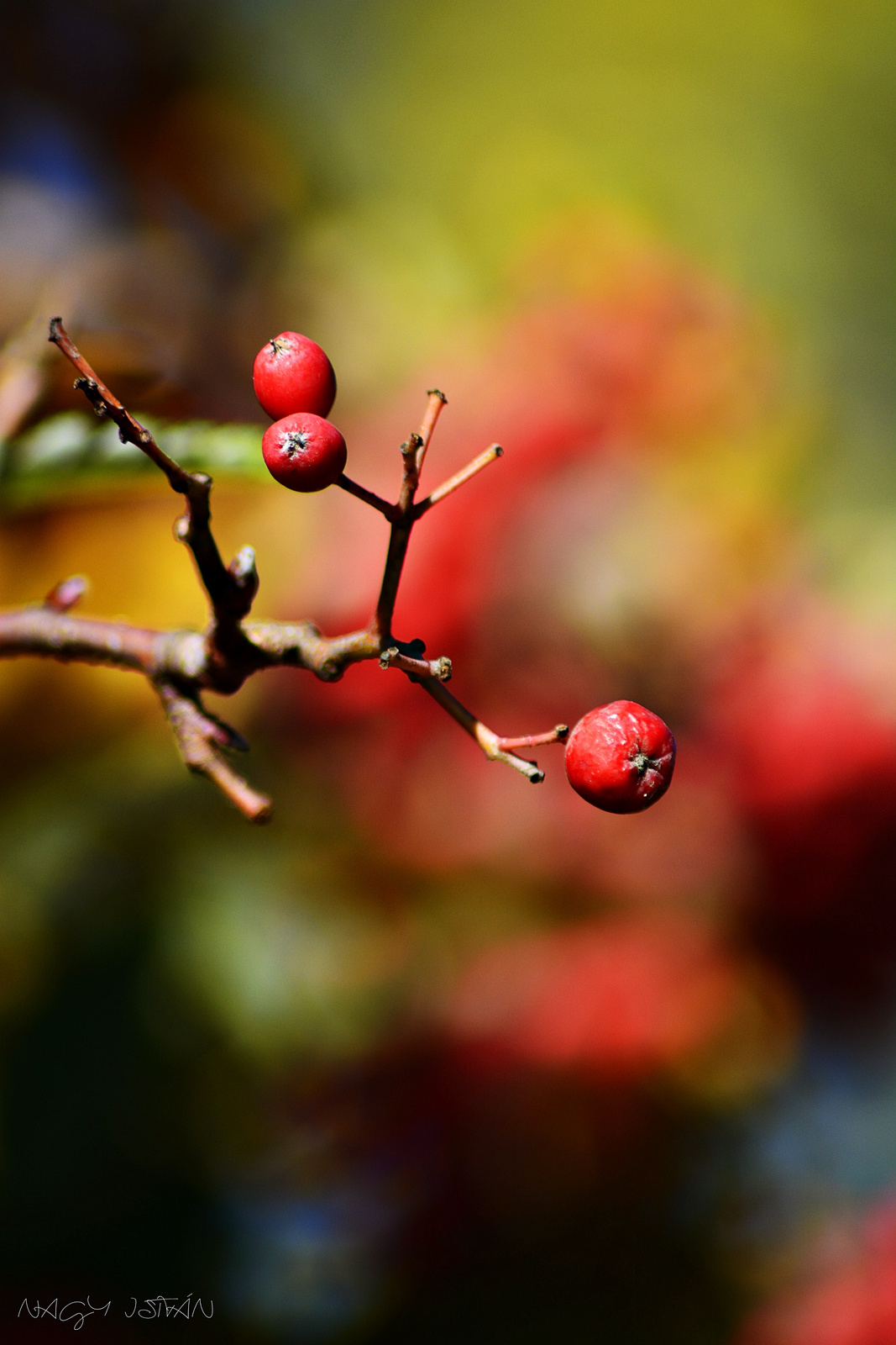 Berries 0049