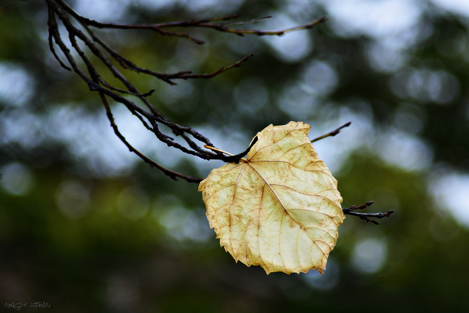Autumn Leaf 0365