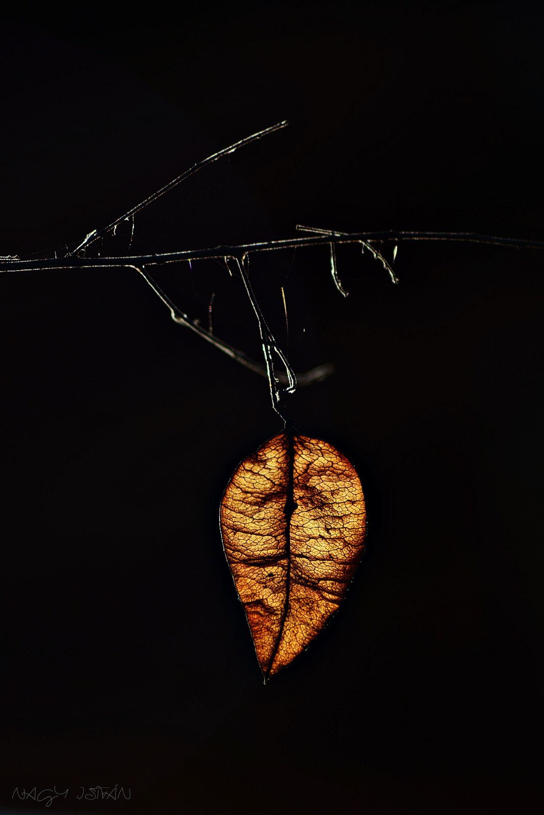 Autumn Leaf 0293