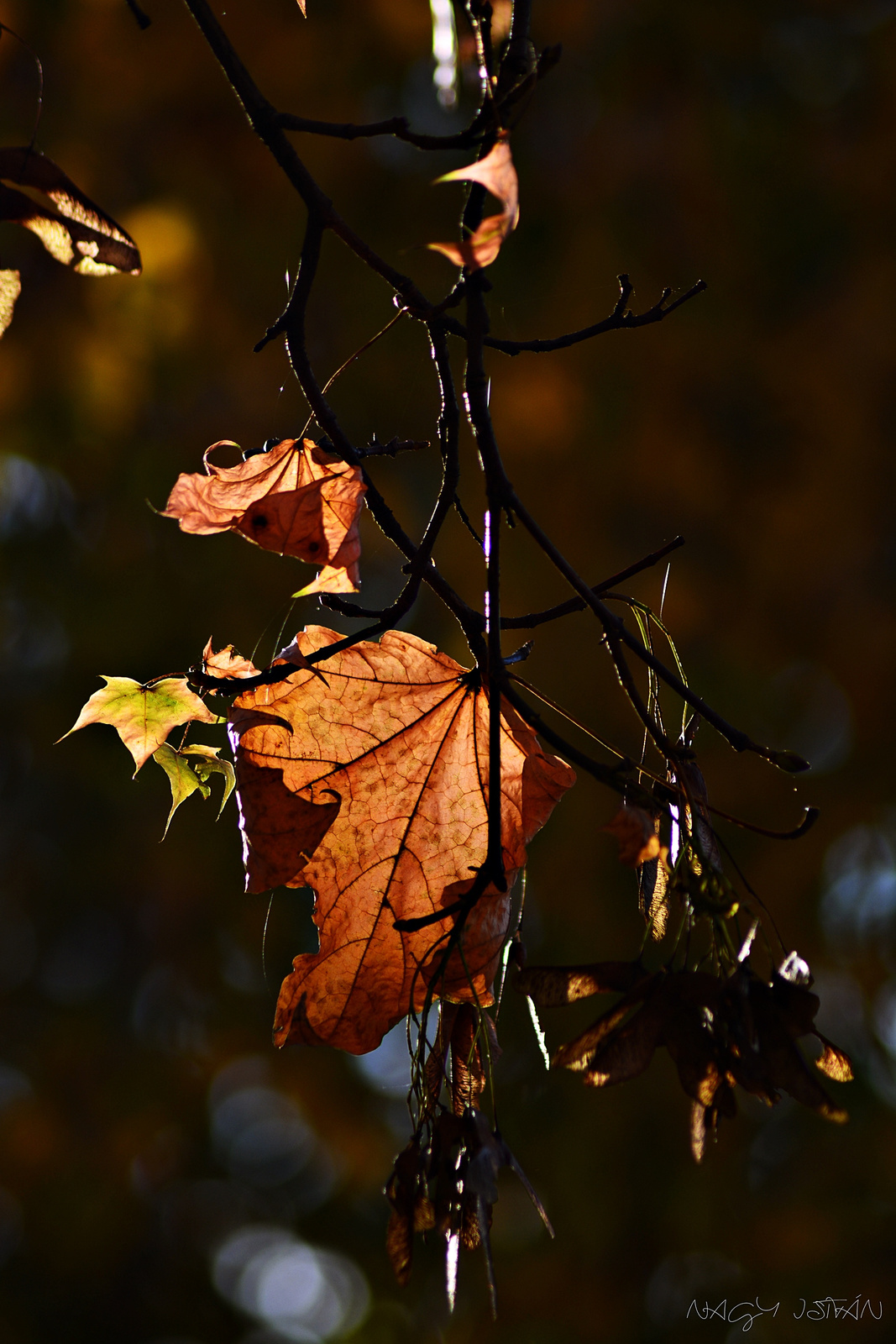 Autumn Leaves 0197