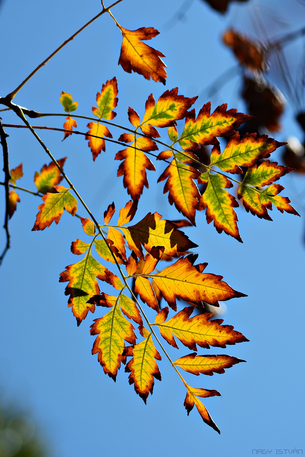 Autumn Leaves 0086