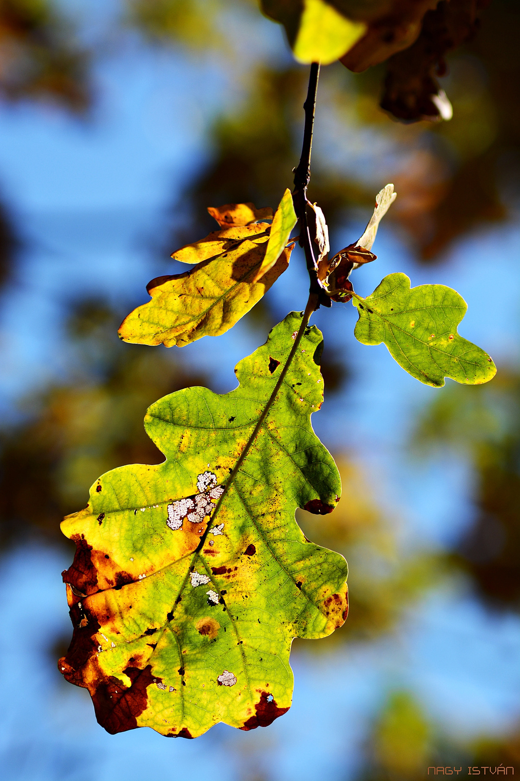 Autumn Leaf 0064