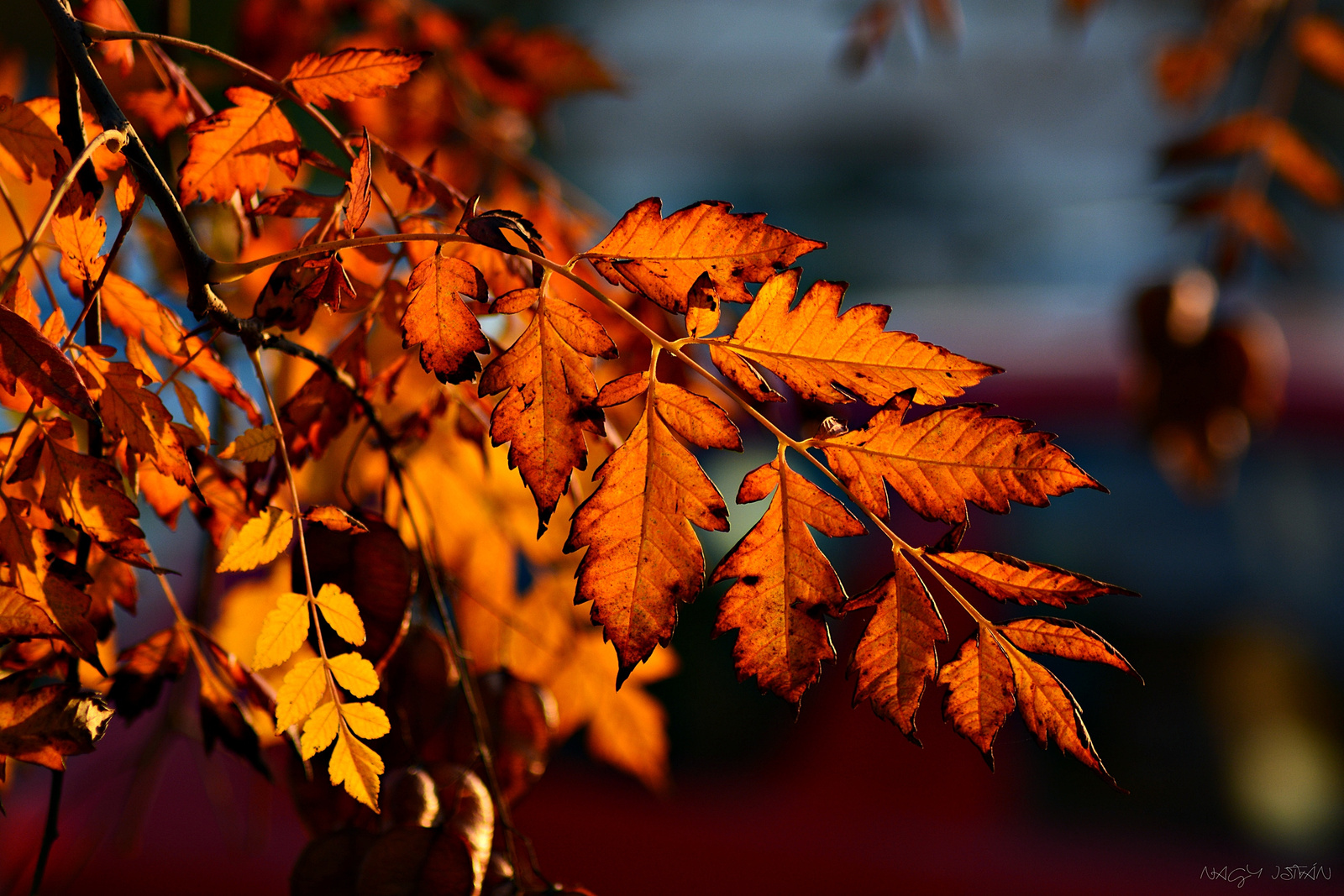 Autumn Leaves 0021
