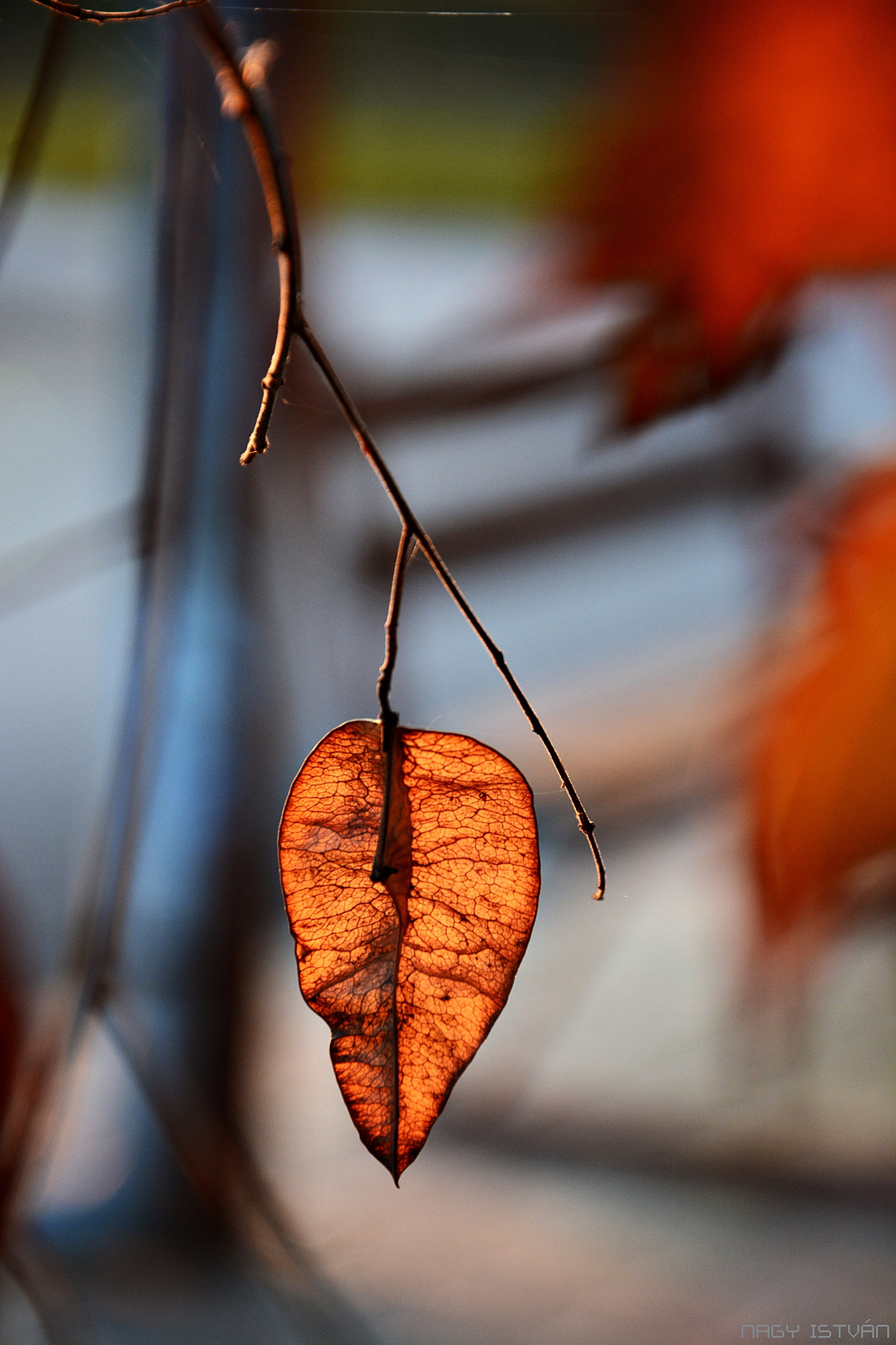 Autumn Leaves 0079