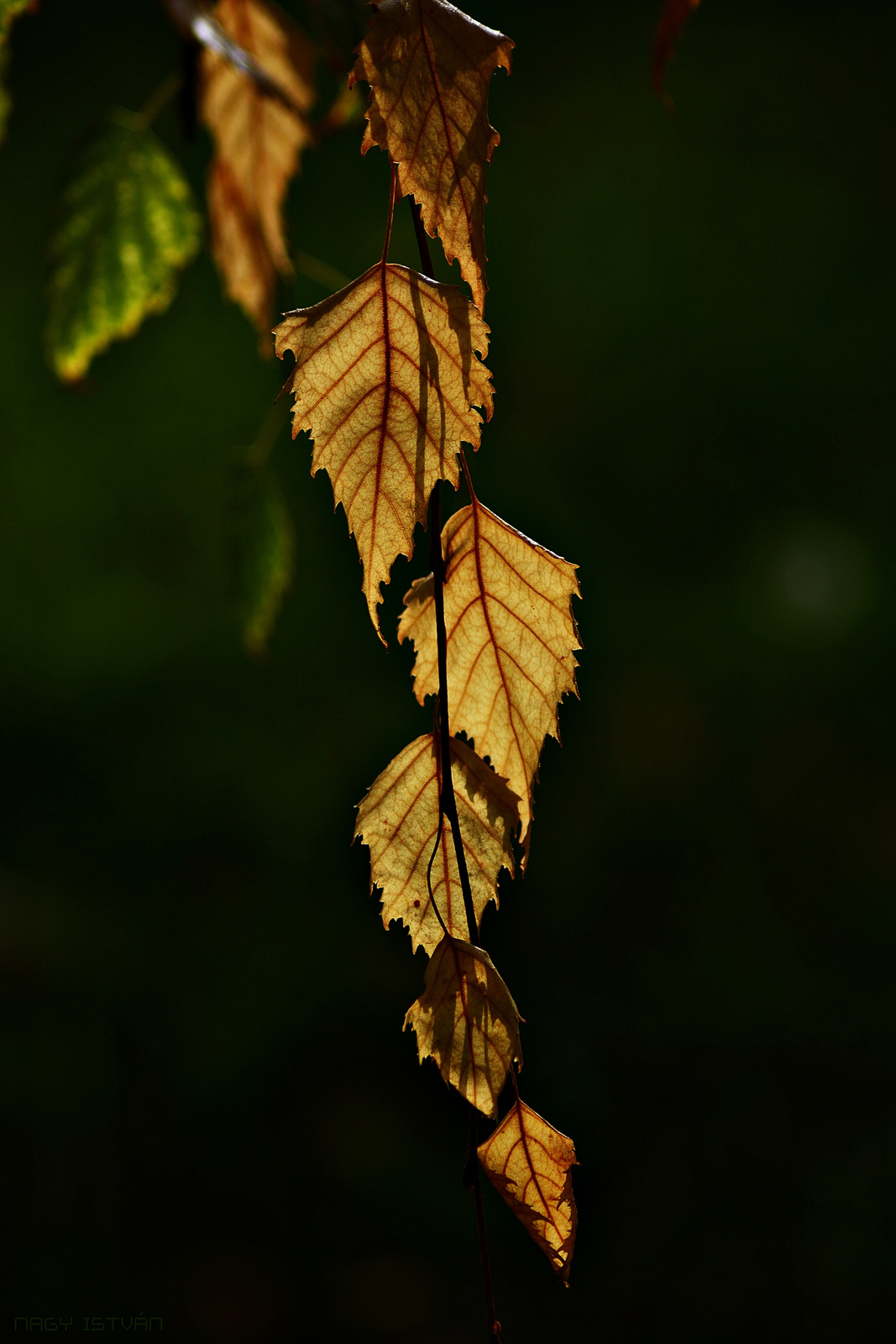 Autumn Leaves 0275