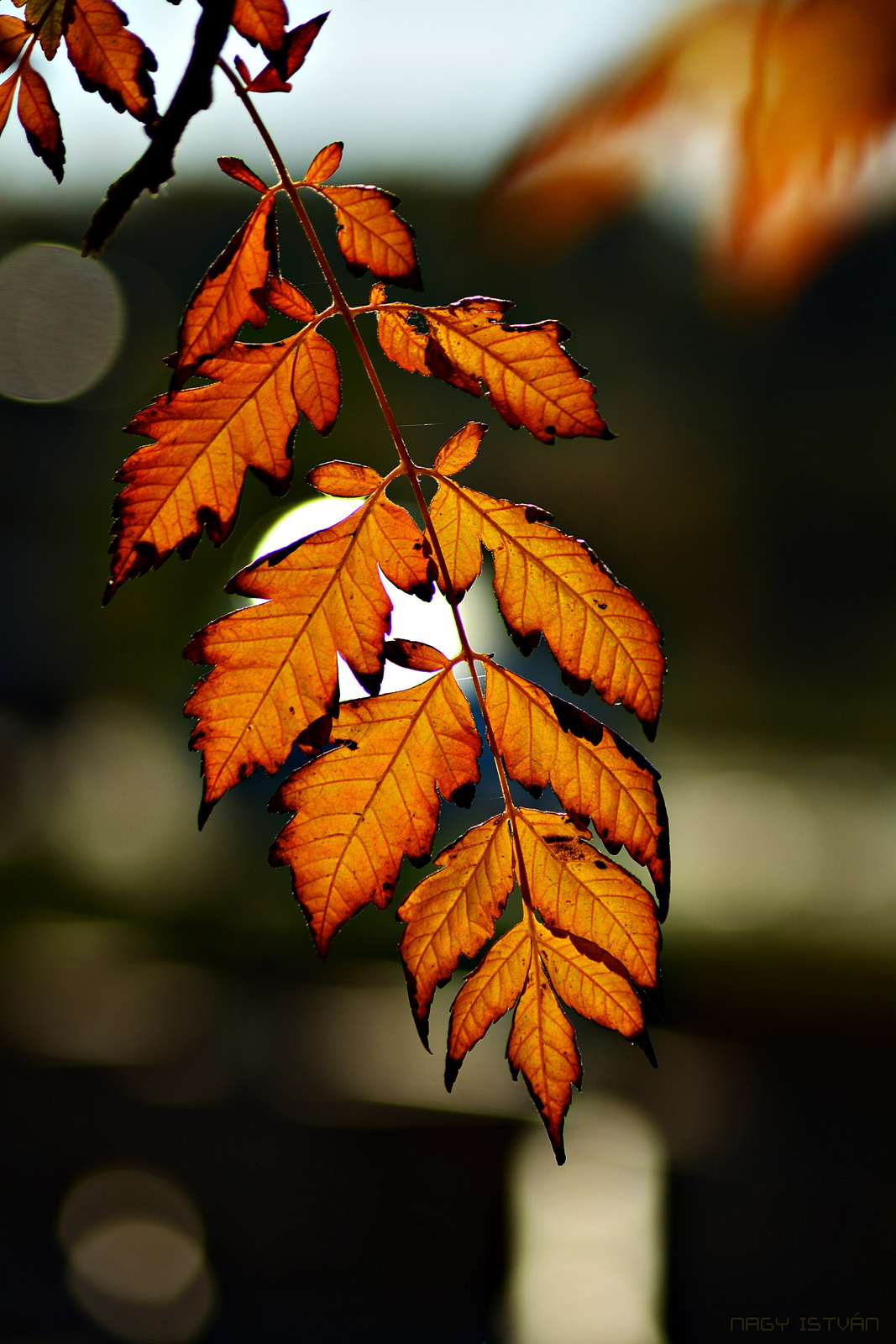 Autumn Leaves 0223