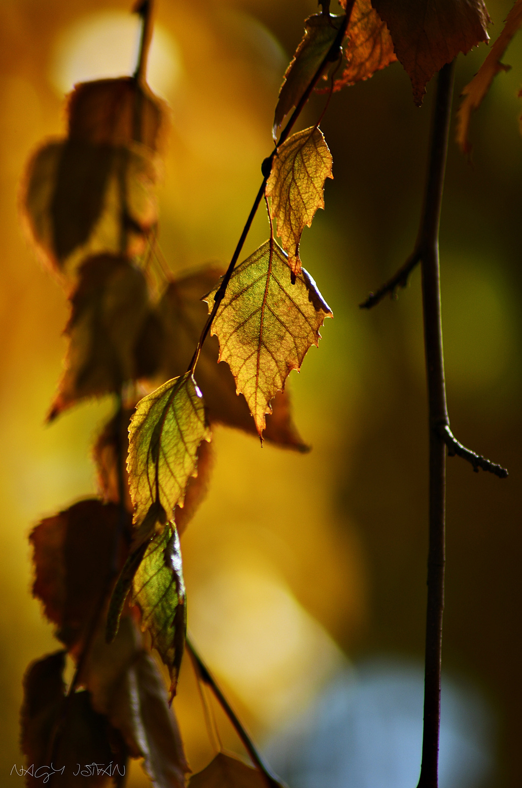 Autumn Leaves 0170