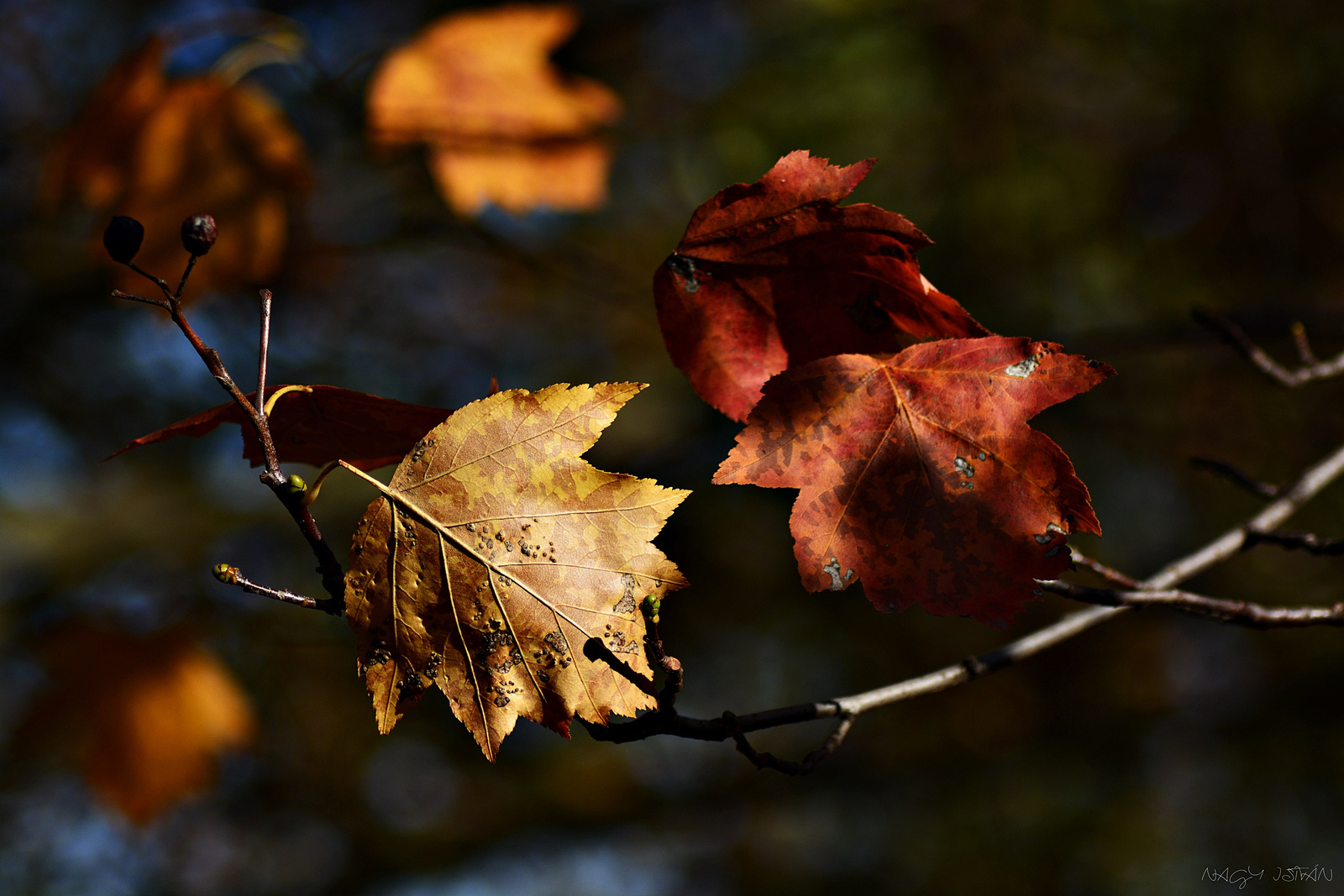 Autumn Leaves 0171