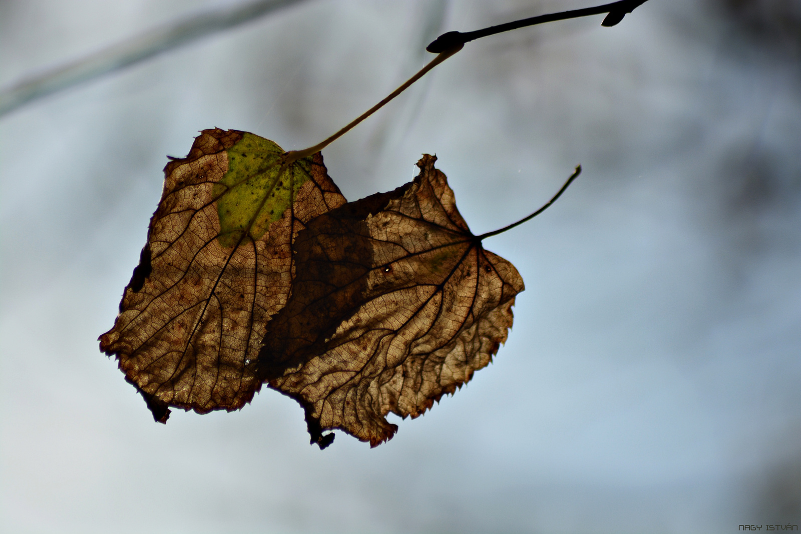 Autumn Leaves 0151