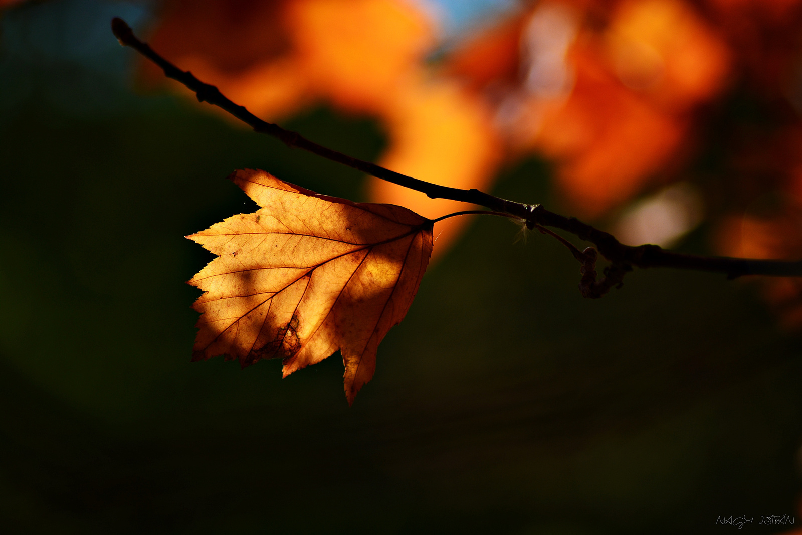 Autumn Leaf 0047