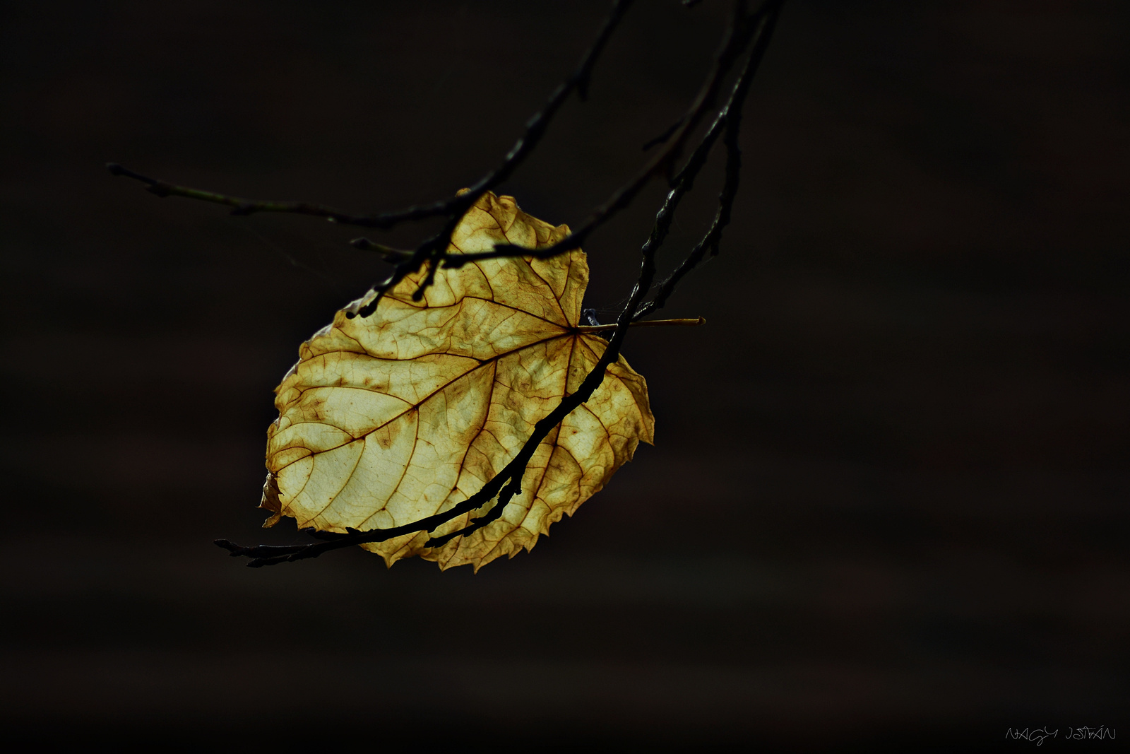 Autumn Leaf 0342