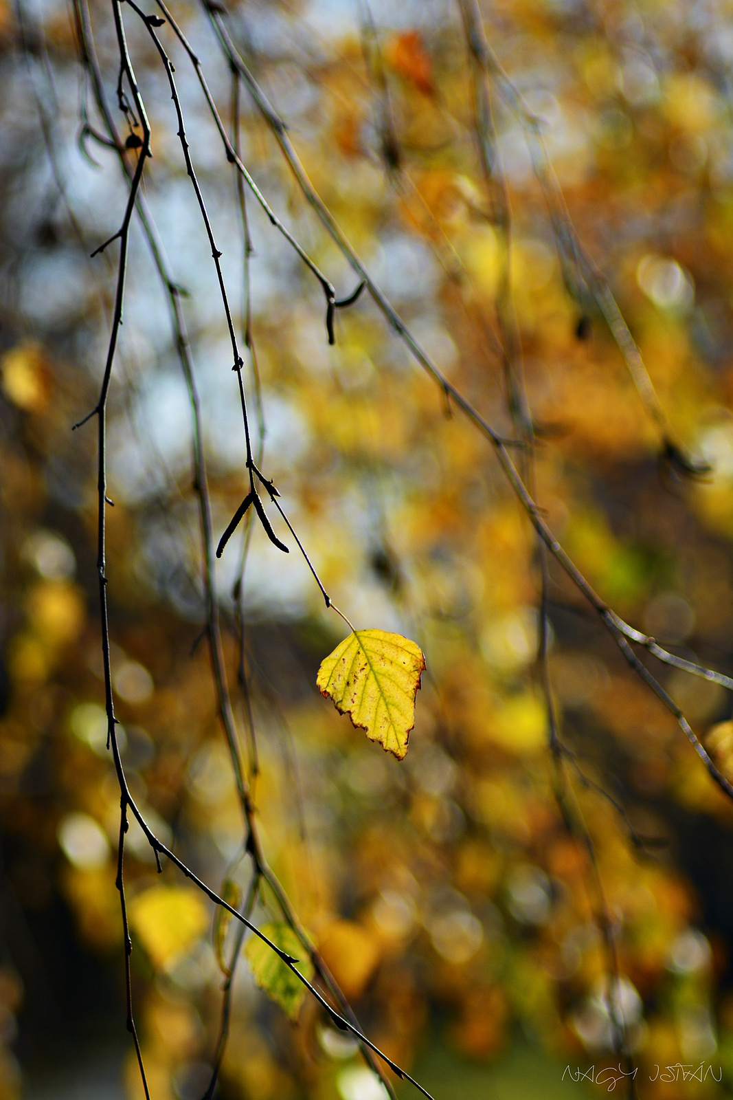 Autumn Leaves 0040