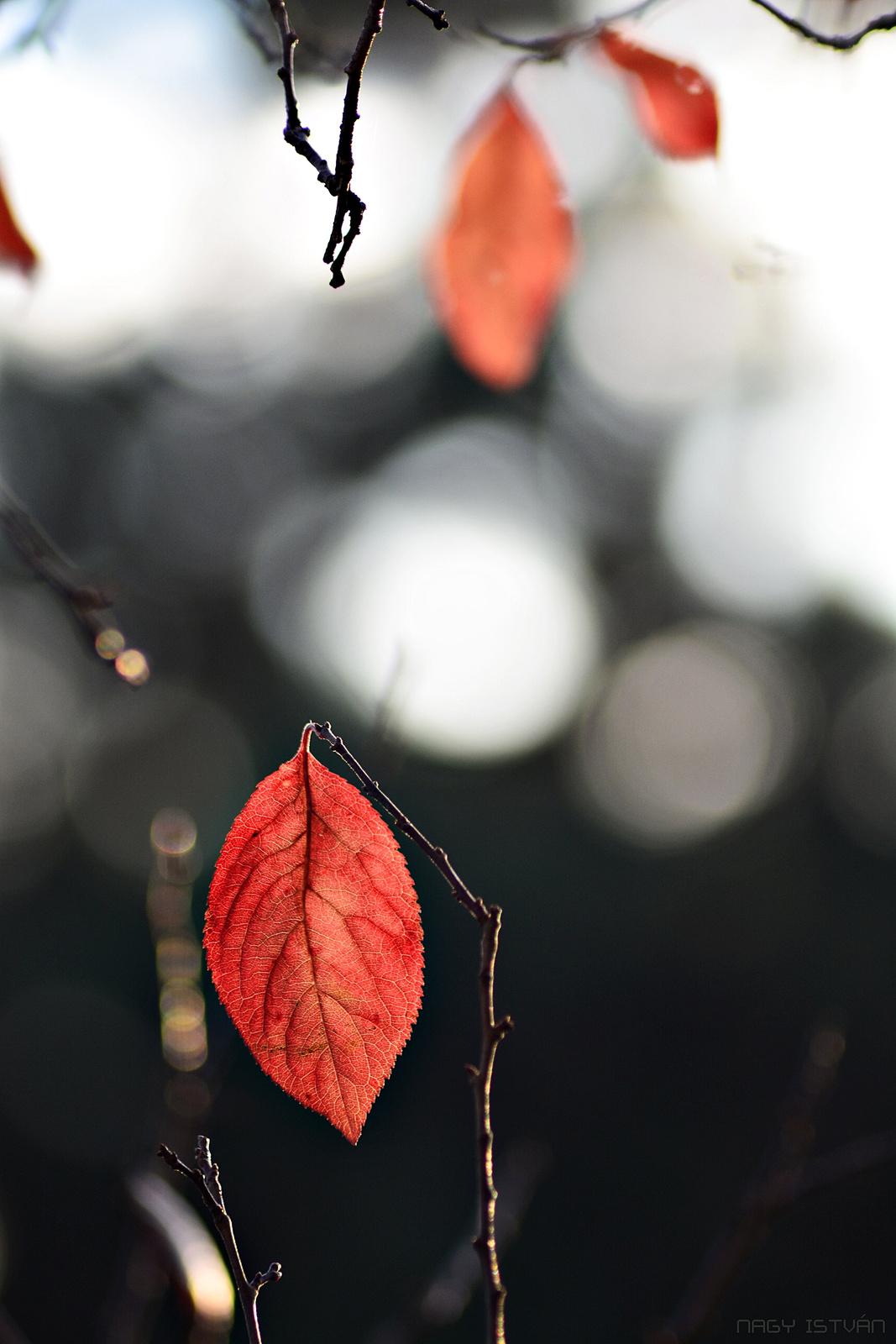 Autumn Leaves 0146