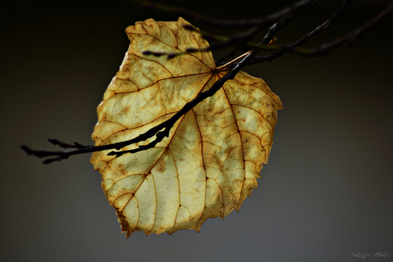 Autumn Leaf 0356