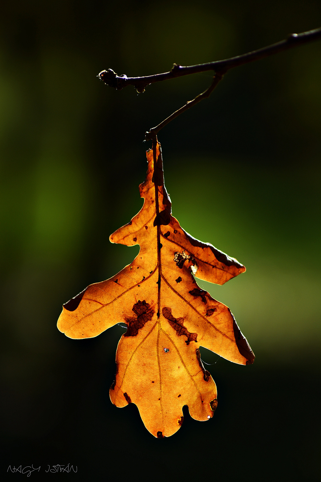 Autumn Leaf 0087