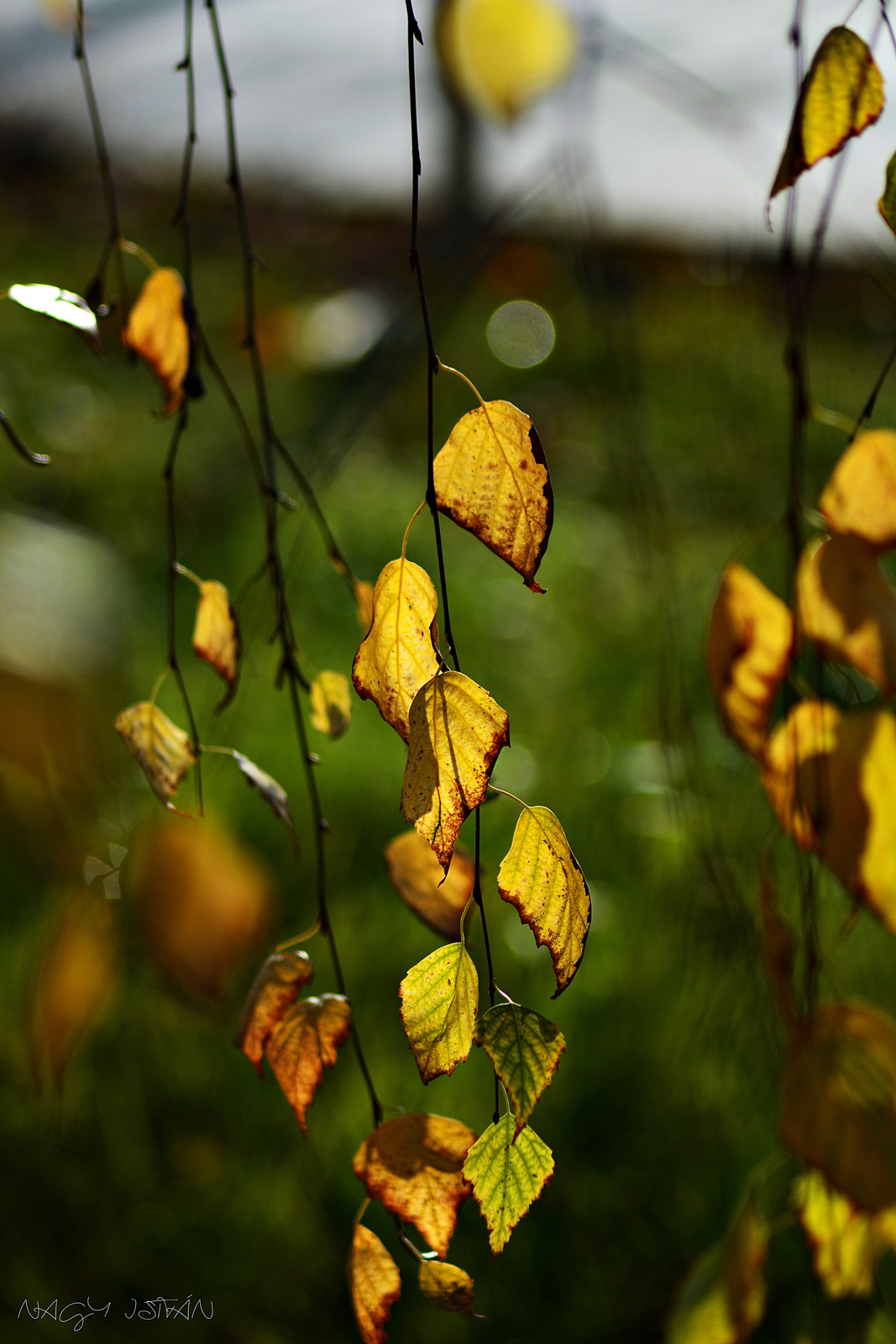 Autumn Leaves 0022