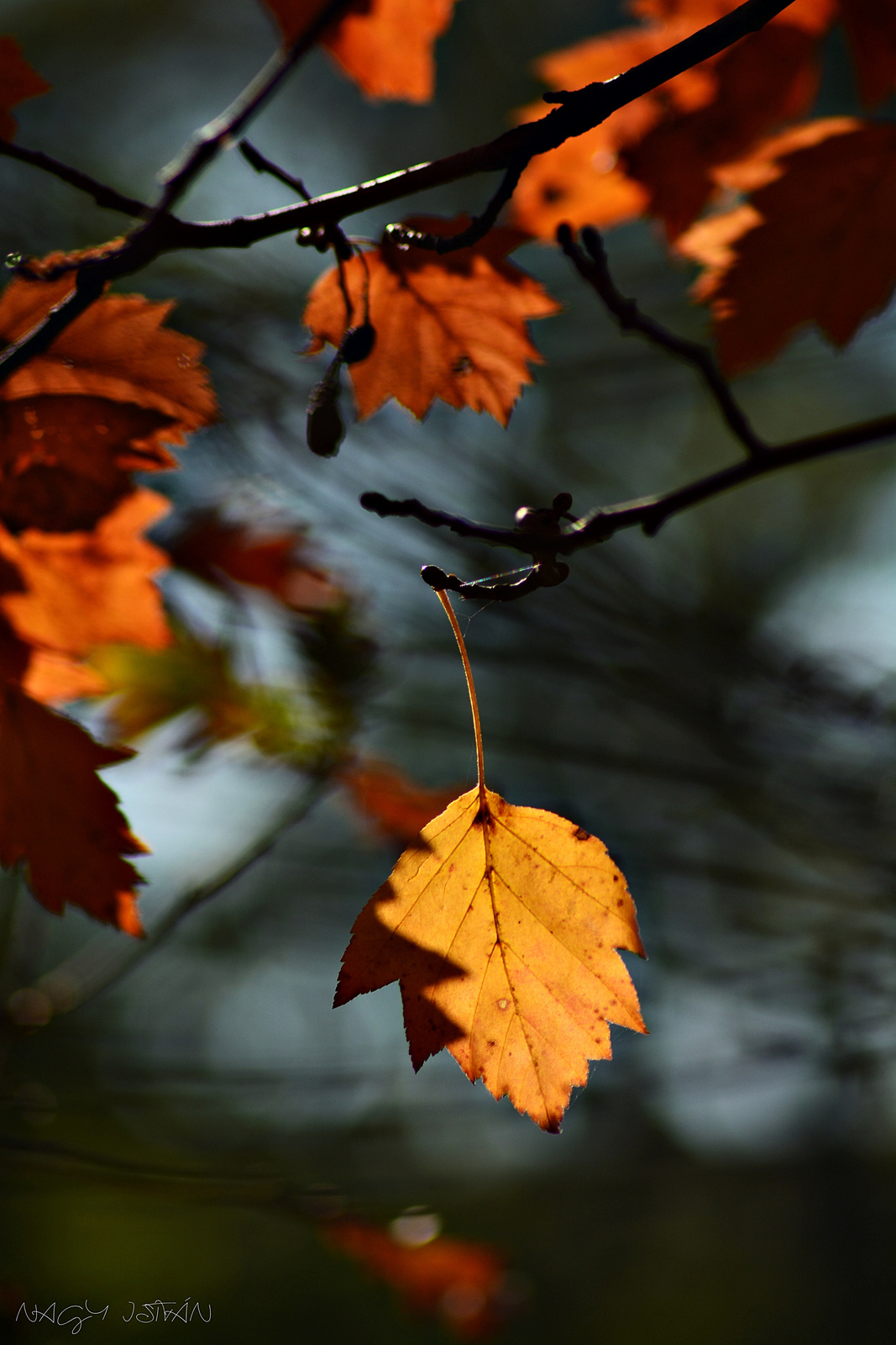 Autumn Leaves 0026