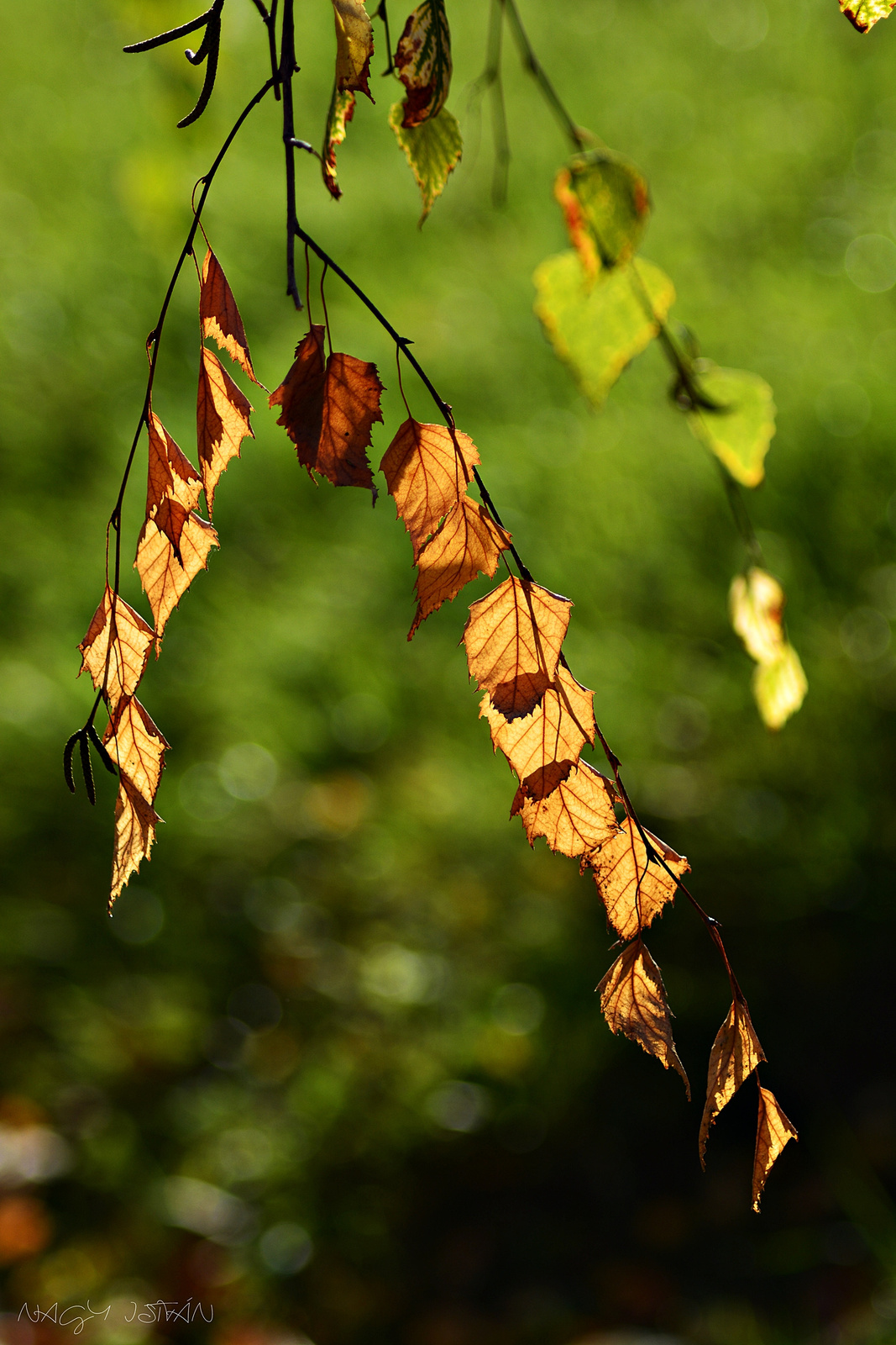 Autumn Leaves 0022