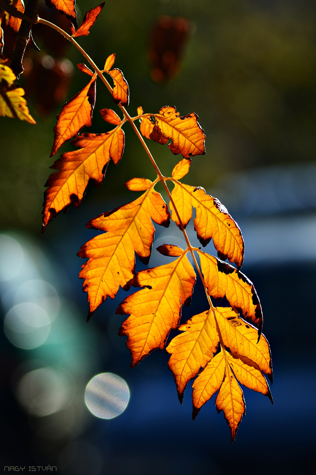 Autumn Leaves 0142