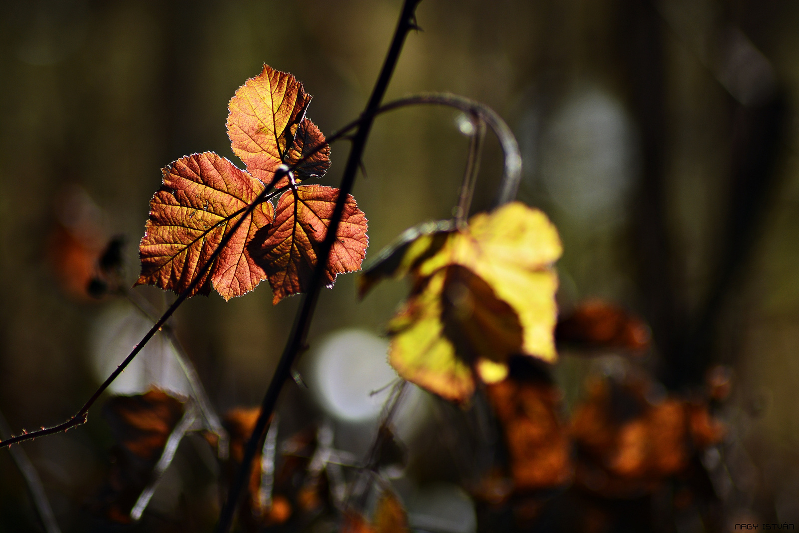 Autumn Leaves 0057