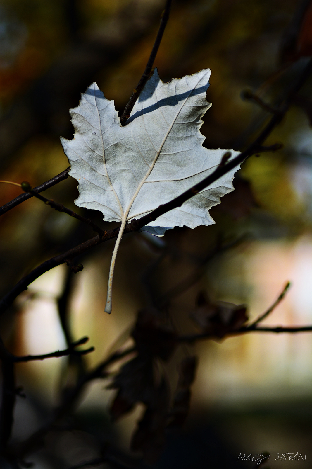 Autumn Leaf 0186