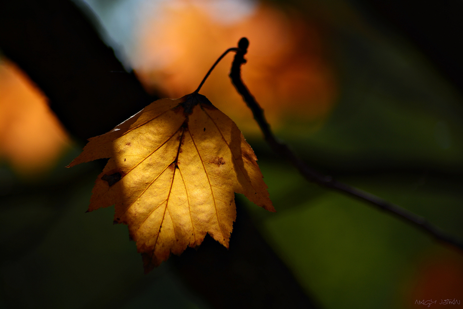 Autumn Leaf 0066