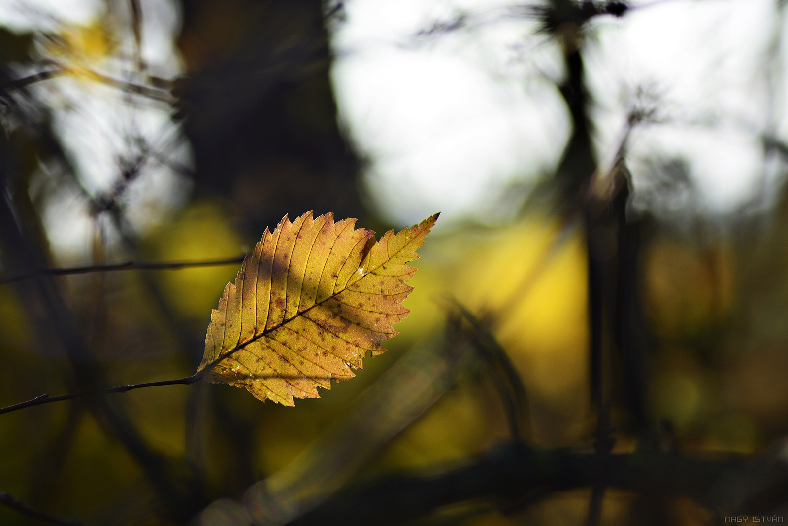 Autumn leaf 0017