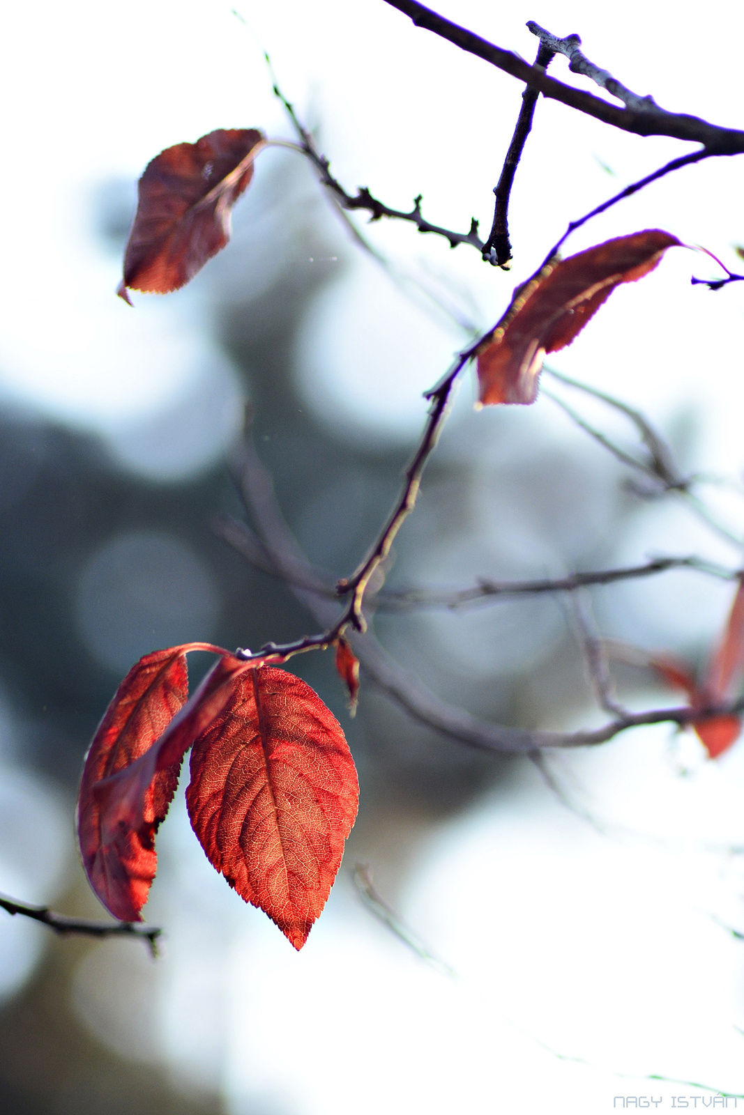 Autumn leaves 0150